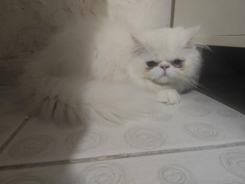 4 aylık erkek egzotic shorthair