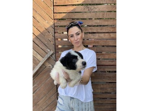 Border collie yavrularım sağlık ve ırk garantilidir