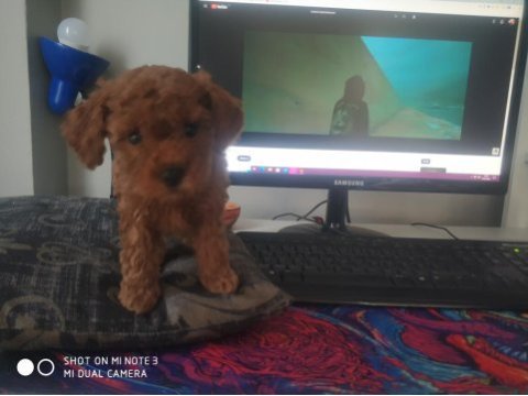 3 buçuk aylık dişi poodle