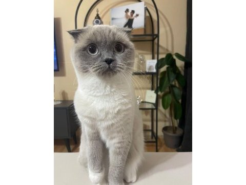 Dişi scottish fold 2 yaşında