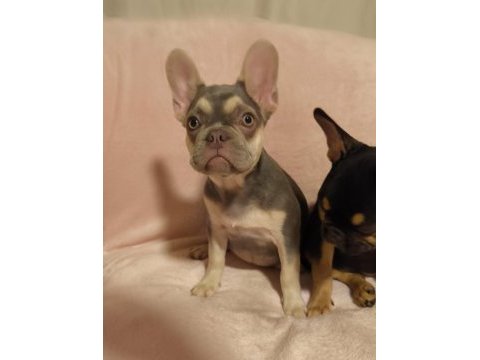 Aşılı ısabella ve fluffy taşıyıcı french bulldog kızlar