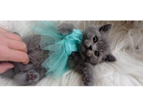 Sahiplendirme british shorthair