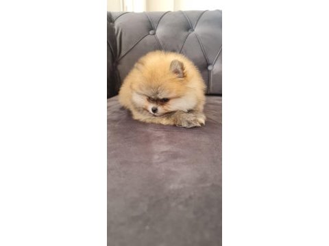 Pomeranian tea cup