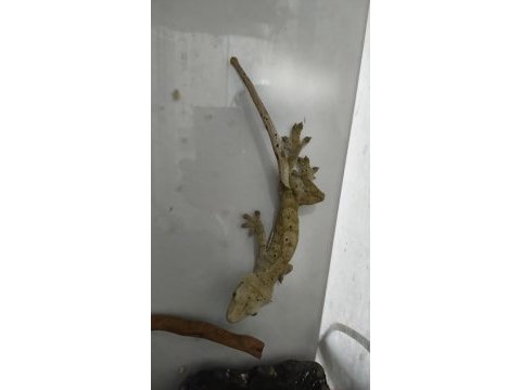 Yetişkin erkek crested gecko ve 40x40x60 teraryum