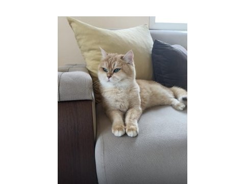 Safkan şecereli kedilerim