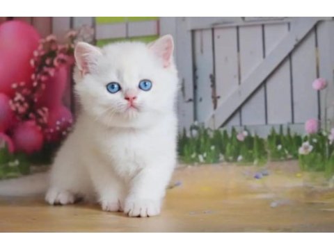 Kar beyaz silver british shorthair ns1133