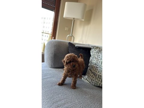 3 aylık dişi poodle