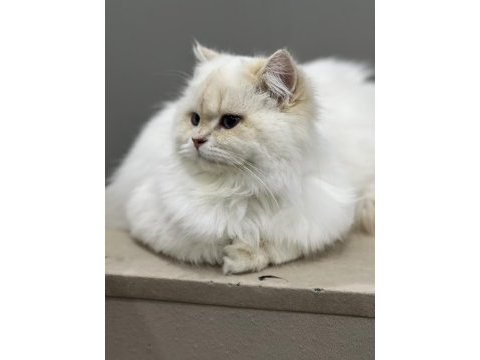British longhair ay1233