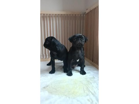 A+ hamburger surat pug mops