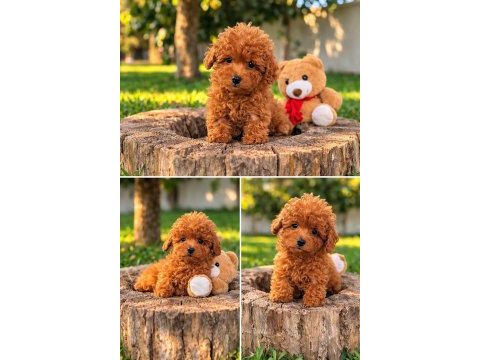 İnanilmaz güzel rakamlara gerçek toy poodle yavrular