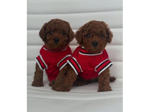 Özel toy poodle yavruları görüntülü görün