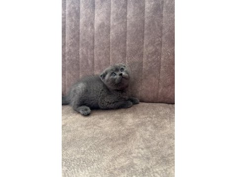 Scottish fold yavruları