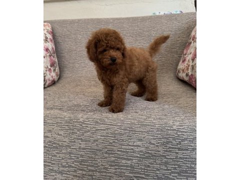 Kore a kalite dişi poodle yavrumuz