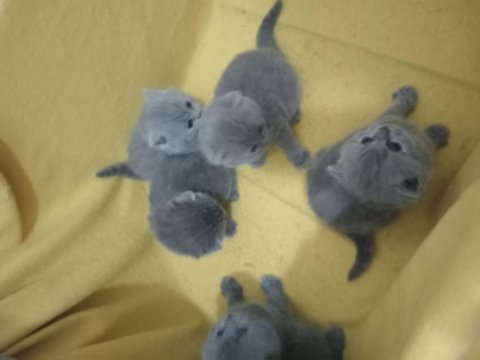Kendi canı gibi sevenlere british shorthair