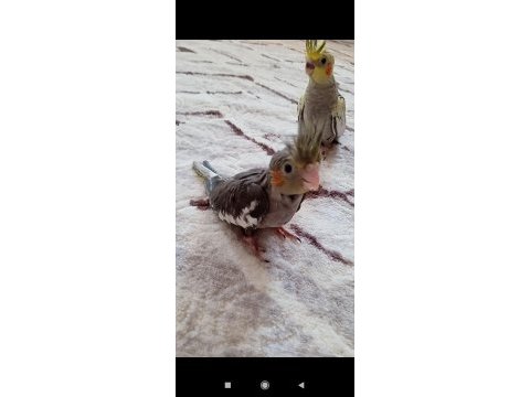 Yeni yeme düşen sultan papağanlar