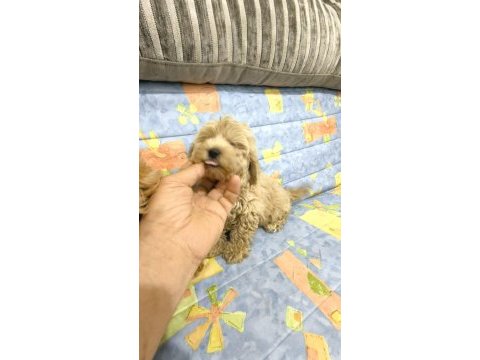 Maltipoo yavrular