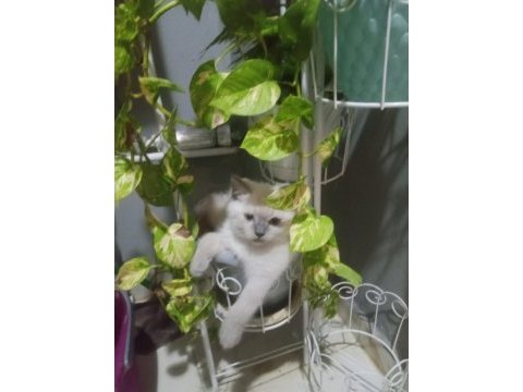Blue point british shorthair yavrular
