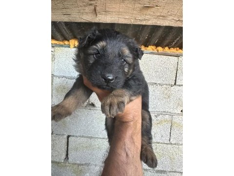 Kısa ve uzun tüy maskeli alman çoban köpeği yavrular