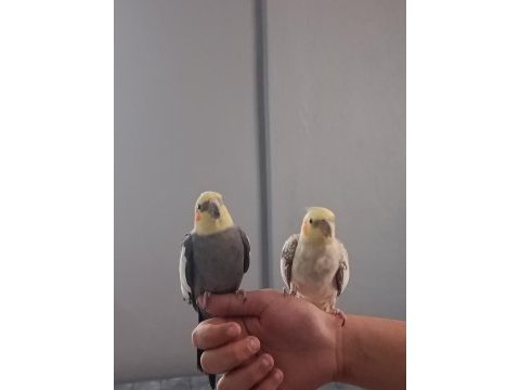 Uyguna sultan papağanı