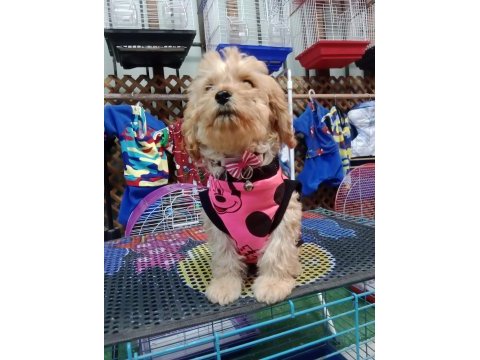 Dişi maltipoo