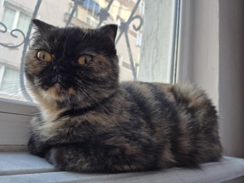 Eşsiz surat yapısına sahip özel renk scottish fold