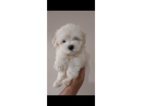 Erkek terrier yavruları