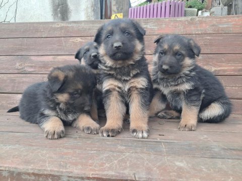 A class alman çoban