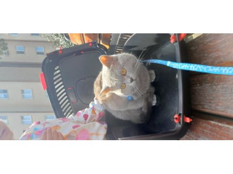Nadir renk lilac british shorthair