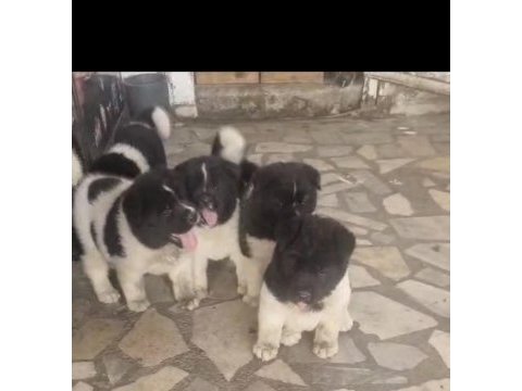 Orijinal amerikan akita