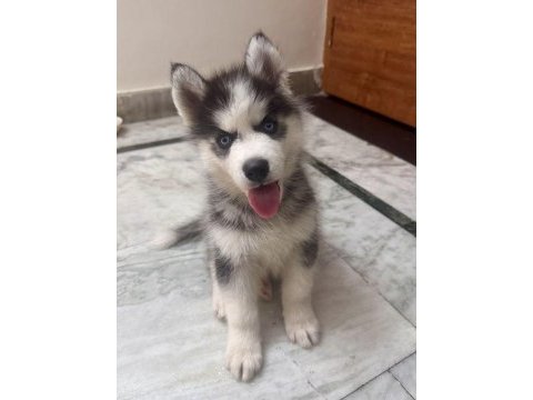 Sibiryanın en gözdesi köpeğimiz (sarışınlar dahil)