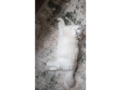 Sahibinden safkan secereli ragdoll bicolor erkek yavruları
