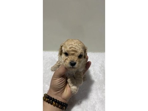 Apricot renk dişi poodle yavru 1 aylık
