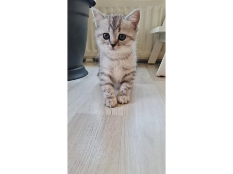 2 aylık erkek british shorthair silver yavrumuz