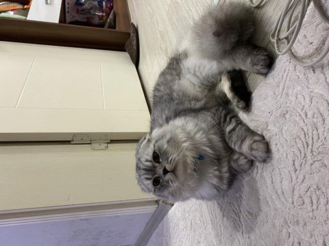 Scottish fold cinsi kedime eş arıyorum