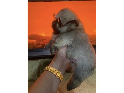 Pomeranian erkek prens köpeğimiz