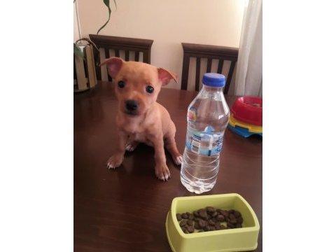 2 aylık dişi 1 numara pinscher yavru sahiplendirilecek