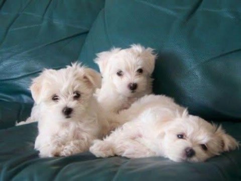 Maltese terrier sıfır numara xs mini boy