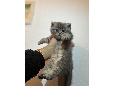 British shorthair kedimiz