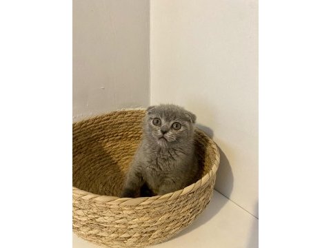 Çok sevimli ve oyuncu scottish fold yavrumuz
