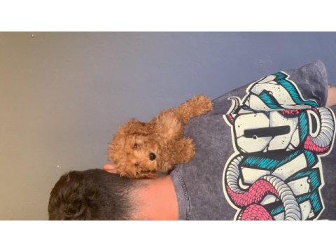 Burkem çiftliğimizden safkan toy poodle