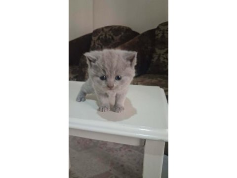 British shorthair gri bebeklerimiz