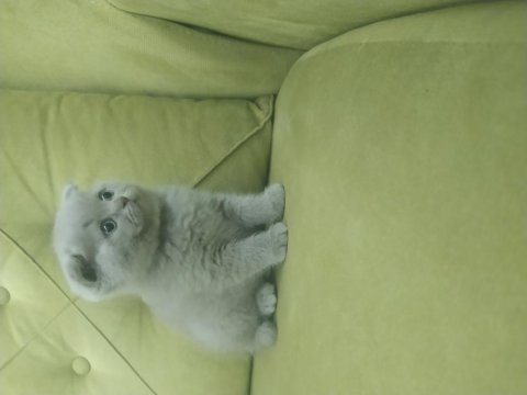 Scottish fold lilac rengin erkek bebek