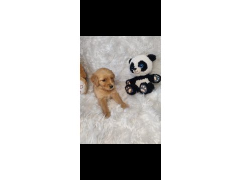 Golden retriever baby face küt burun