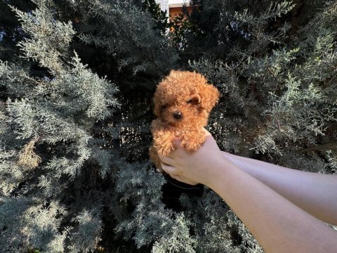 Tuvalet eğitimli evde büyüyen poodle yavrular