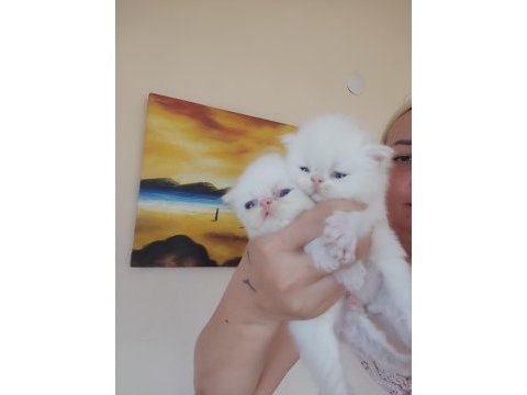 Persian bebek kedileri sahiplendirme