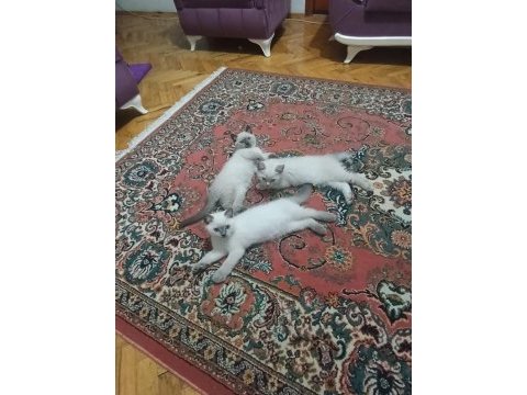 2 aylik yavru kedimiz rezerveye acık 1 erkek 1 dişi