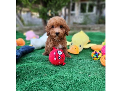 Sevimli maltipoo  yavrularımız 
