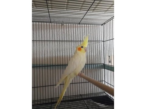 Takım sultan papağanı