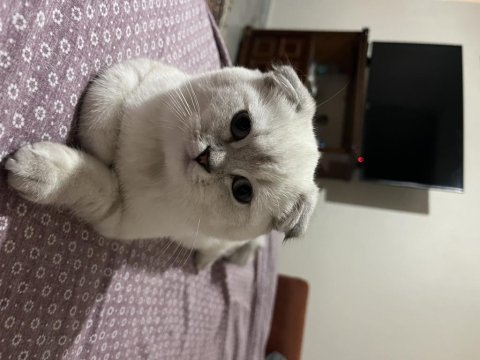 Scottish fold kızıma yuva arıyorum