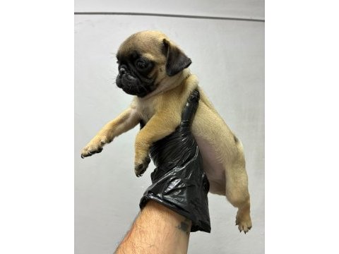 Irk ve sağlık garantili pug yavrumuz